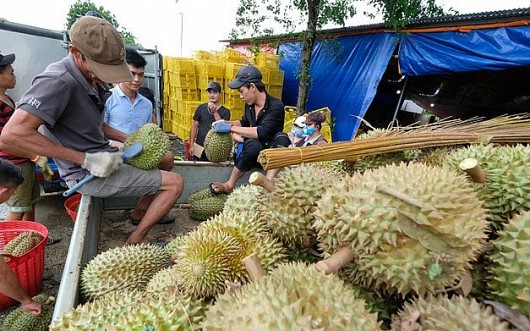 Nhận diện rào cản lớn của sầu riêng Việt Nam khi xuất khẩu sang Trung Quốc