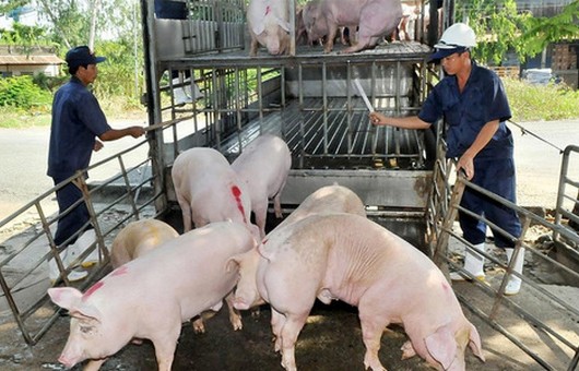 Giá heo giảm bất thường ở giai đoạn cao điểm, nguy cơ khủng hoảng thừa hiện rõ