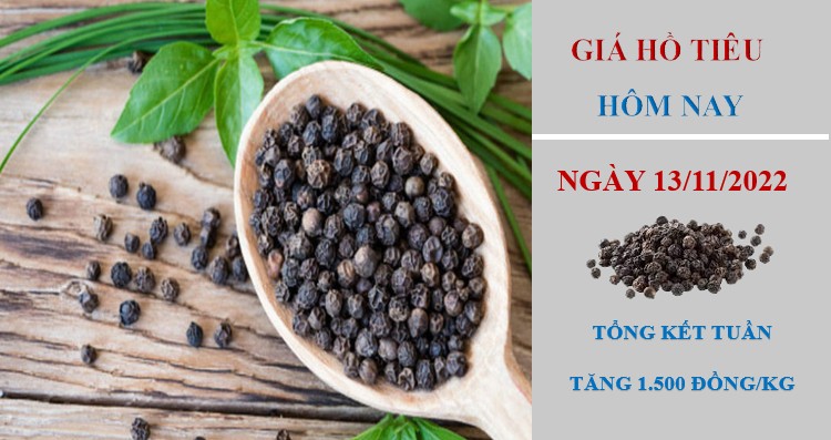 Giá hồ tiêu hôm nay 13/11/2022: Đồng loạt giảm 500 đồng/kg