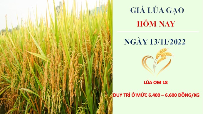 Giá lúa gạo hôm nay 13/11/2022: Nguồn cung thấp đẩy giá lúa gạo neo cao