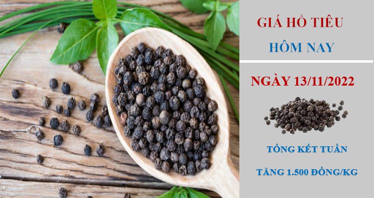 Giá hồ tiêu hôm nay 13/11/2022: Đồng loạt giảm 500 đồng/kg