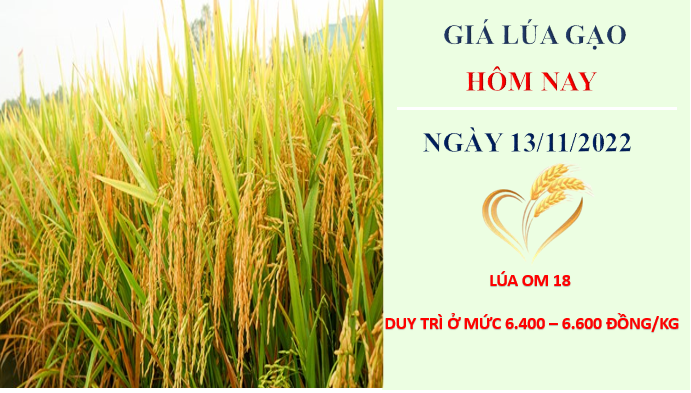 Giá lúa gạo hôm nay 13/11/2022: Nguồn cung thấp đẩy giá lúa gạo neo cao