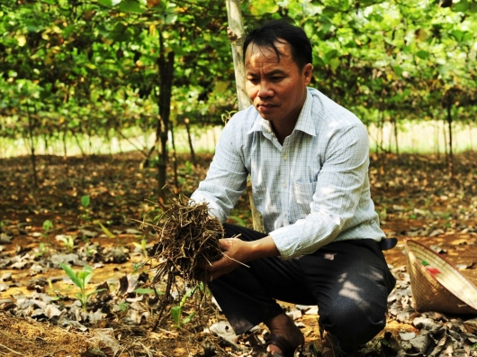 Anh nông dân “bắt cây ra củ” trên đất cằn, mỗi năm thu hơn 1 tỷ đồng
