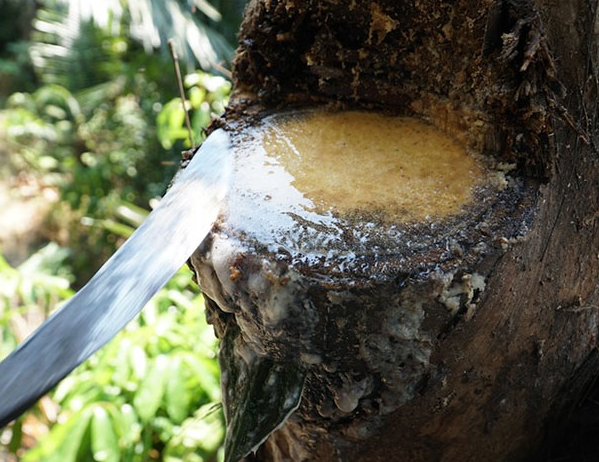 Kỳ lạ loài cây uống nước trực tiếp từ thân cây, dễ gây nghiện