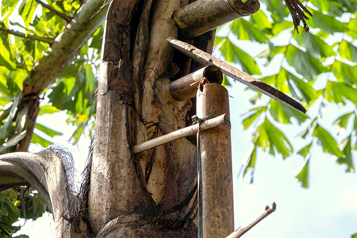 Kỳ lạ loài cây uống nước trực tiếp từ thân cây, dễ gây nghiện