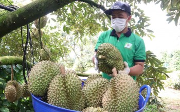 Trung Quốc muốn mua 1 triệu quả sầu riêng, lo gian lận Việt Nam siết chặt