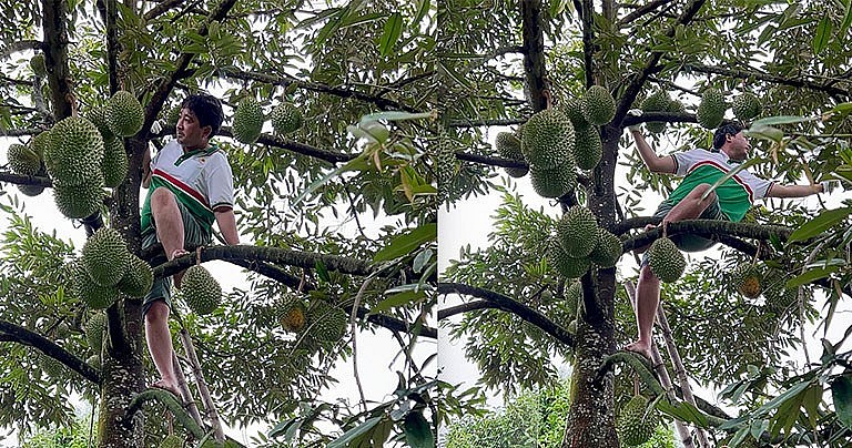 Một cây sầu Musang King được trồng tại nhà vườn Phong Điền (Cần Thơ) cho trái sai trĩu cành.