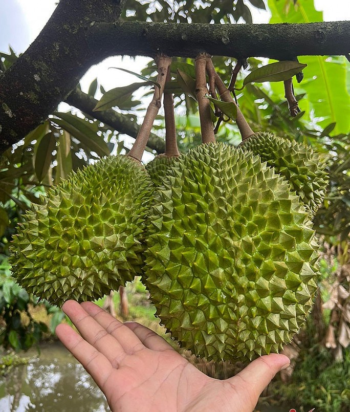 Một số nhà vườn tại Cần Thơ chọn trồng sầu Musang King theo tiêu chuẩn VietGAP để cung cấp những trái sầu sạch chín cây ra thị trường.