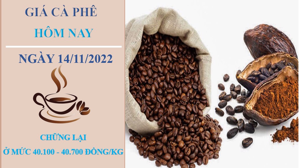 Giá cà phê hôm nay 14/11/2022: Thấp nhất ở mức 40.000 đồng/kg