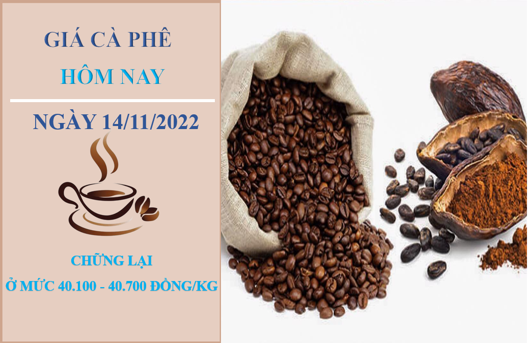 Giá cà phê hôm nay 14/11/2022: Thấp nhất ở mức 40.000 đồng/kg