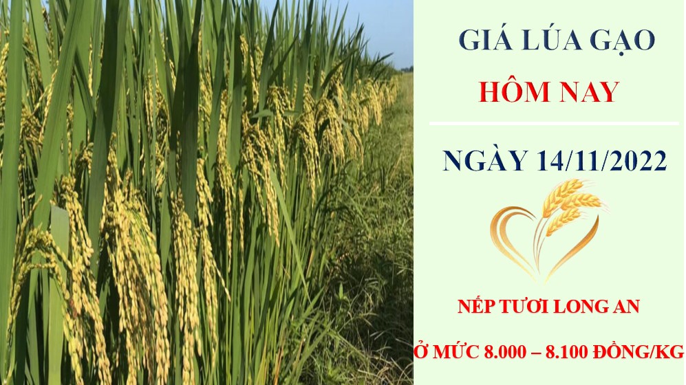 Giá lúa gạo hôm nay 14/11/2022: Giao dịch sôi động phiên đầu tuần