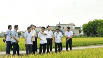 Nam Định kiểm tra, đánh giá kết quả sản xuất vụ Mùa, vụ Đông năm 2022