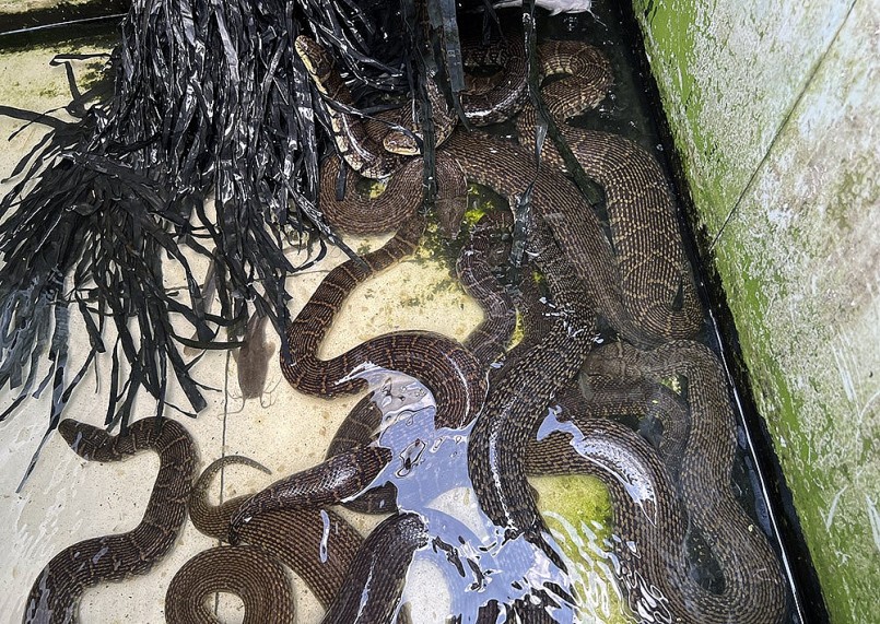 Hiện anh Khánh có đàn rắn bố mẹ khoảng 1.500 con. 