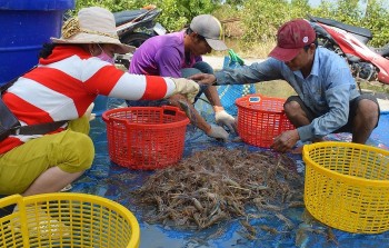 Tôm càng xanh được mùa giá cao ngất, nông dân U Minh bội thu