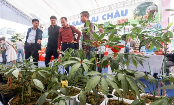 Cây sâm Lai Châu được trưng bày tại Hội chợ sâm Lai Châu 2022