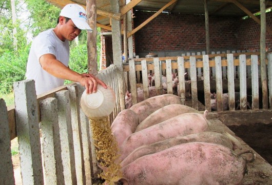 Nghịch lý thị trường heo hơi, giá giảm sâu, chi phí tăng phi mã, chờ đợi mở biên đến bao giờ?