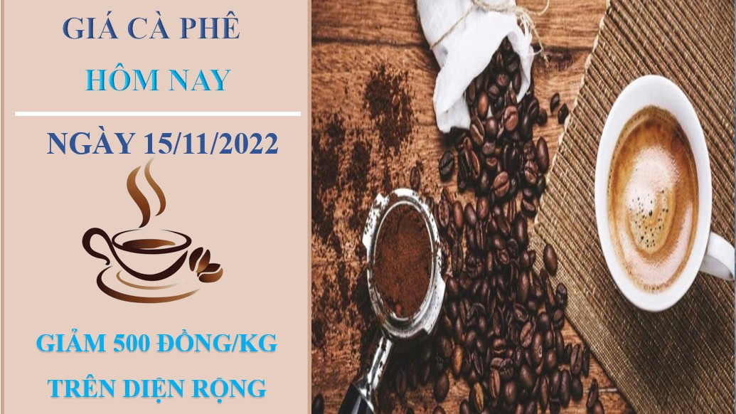 Giá cà phê hôm nay 15/11/2022: Quay đầu giảm 500 đồng/kg