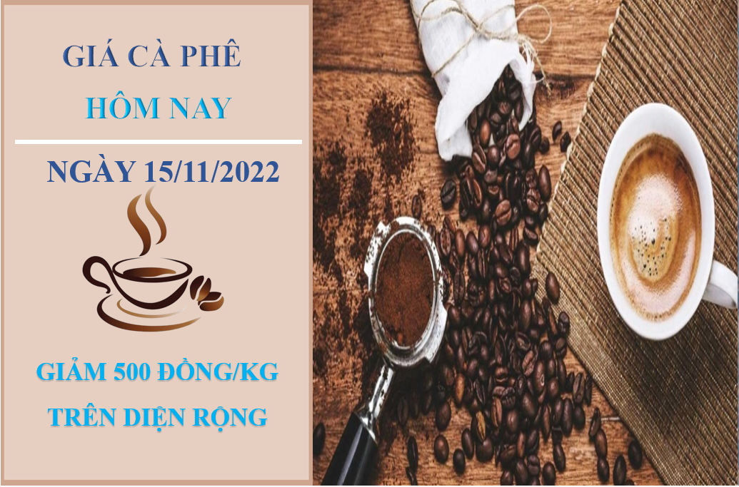 Giá cà phê hôm nay 15/11/2022: Quay đầu giảm 500 đồng/kg