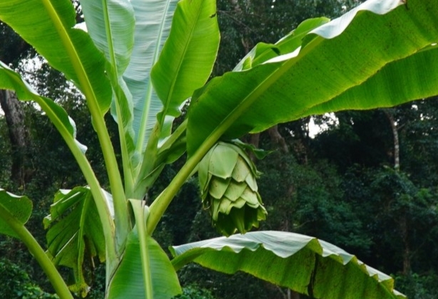 Loại cây rừng không chịu “đẻ con” có hạt vô cùng quý hiếm, giá lên tới 120.000 đồng/kg