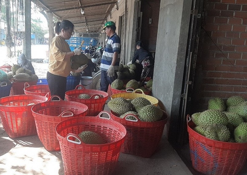 Thị trường mua bán trái sầu riêng tại tỉnh Tiền Giang sôi động trở lại khi đầu ra thuận lợi.