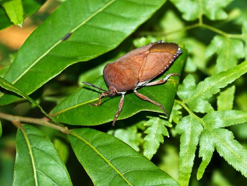 Loài côn trùng có mùi khó chịu trở thành “đặc sản” của dân nhậu, giá 500.000 đồng/kg