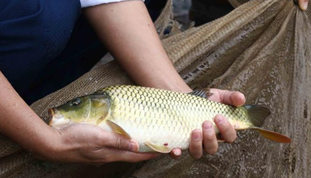 Hiệu quả mô hình nuôi ghép cá chép tại Hưng Yên
