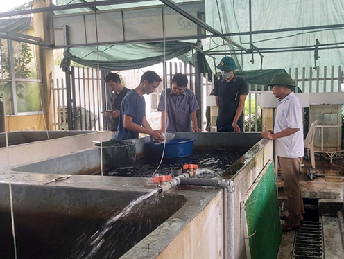 Hiệu quả mô hình nuôi ghép cá chép tại Hưng Yên