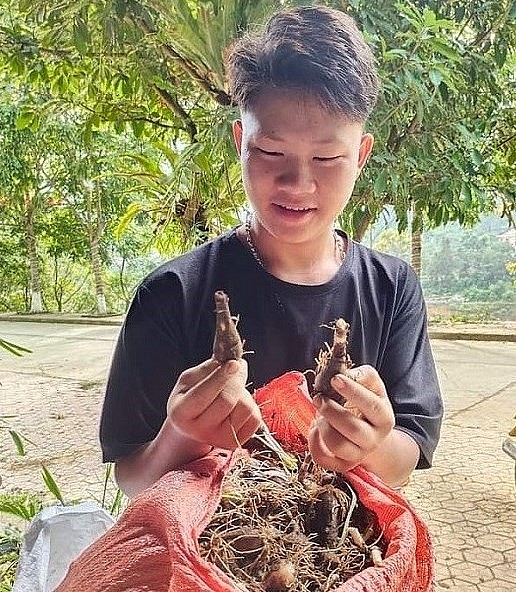 Trong 2 tháng, vợ chồng anh Thành (thị trấn Si Ma Cai, huyện Si Ma Cai, tỉnh Lào Cai) thu mua và xuất bán 20 tấn củ giống huệ mưa tươi. Người mua củ hoa huệ mưa về ươm trồng như giống trồng cây cảnh.