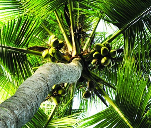Xem xét công nhận dừa là cây công nghiệp quốc gia để cứu vùng dừa Bến Tre