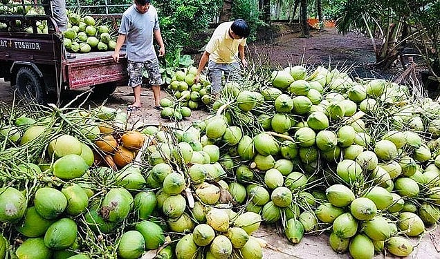 Thời gian qua, trái dừa và các sản phẩm từ dừa ở Bến Tre liên tục giảm giá khiến người trồng gặp nhiều khó khăn.