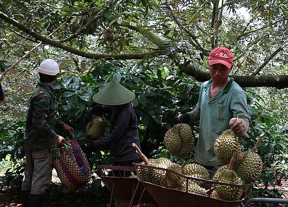 Nông dân huyện Krông Pắk, tỉnh Đắk Lắk thu hoạch sầu riêng. (Ảnh: TTXVN)