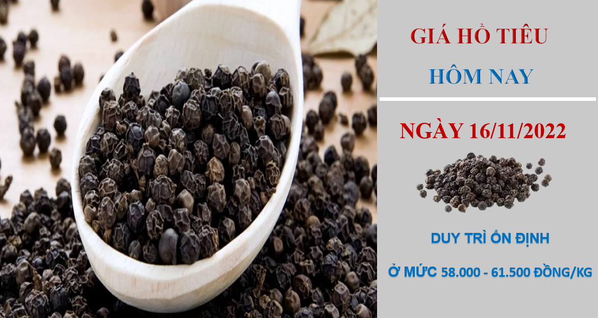 Giá hồ tiêu hôm nay 16/11/2022: Đứng yên tại các địa phương