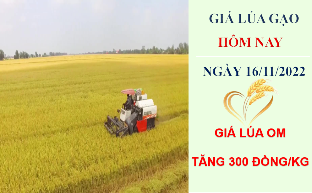 Giá lúa gạo hôm nay 16/11/2022: Giá lúa OM tăng 300 đồng/kg