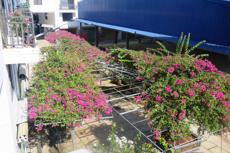Ngoài tạo phong cảnh, hoa giấy còn tạo bóng mát tại khu trung tâm thương mại kết hợp chợ truyền thống của gia đình anh Trường tại TP.Sầm Sơn.