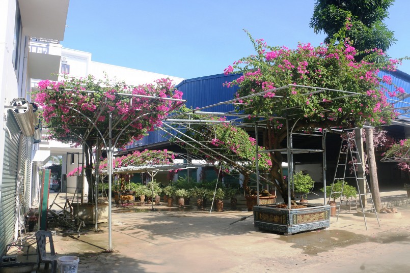 Hoa giấy là một điểm nhấn tại trung tâm thương mại kết hợp chợ truyền thống phường Bắc Sơn, TP.Sầm Sơn.