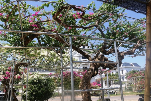 Kinh ngạc trước 300 cây hoa giấy cổ thụ trị giá 20 tỷ của 'đại gia' xứ Thanh