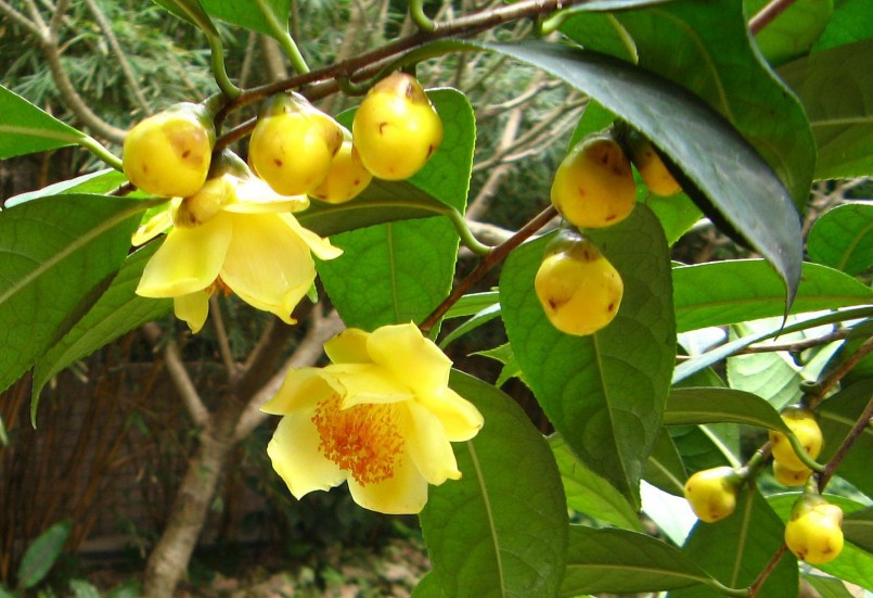 trà hoa vàng mọc tự nhiên trong rừng