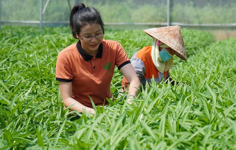 Nông dân Nguyễn Thị Trâm kiếm tiền tỷ mỗi năm nhờ trồng rau sạch.