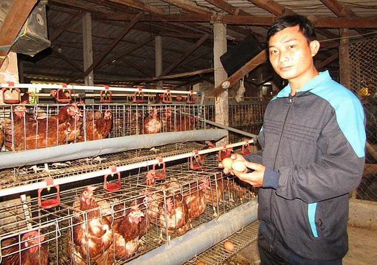 Giờ đây anh Trí đã là chủ trang trại 20.000 con gà.