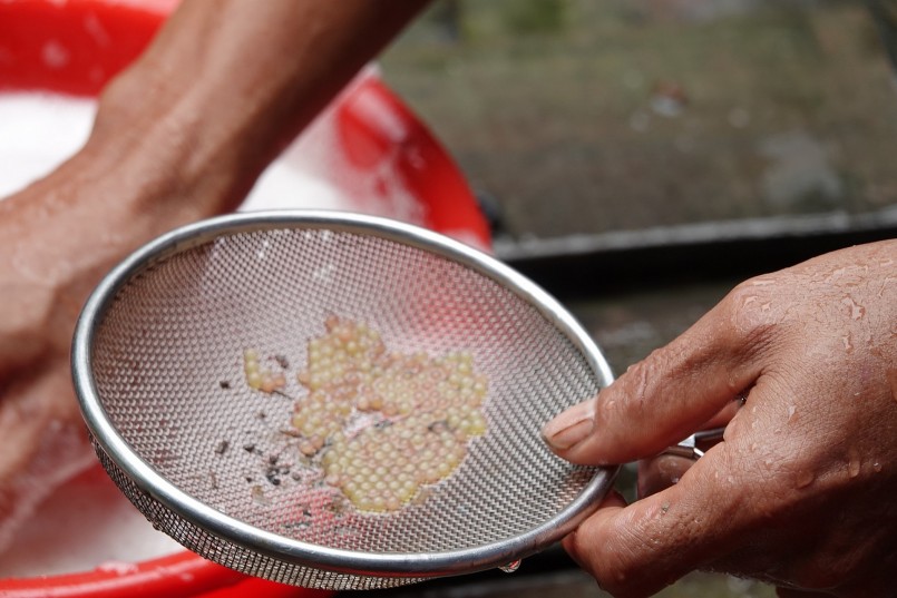 Trứng lươn sau thu hoạch đem rửa sạch rồi cho vào máy ấp