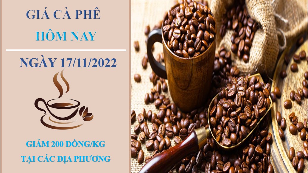 Giá cà phê hôm nay 17/11/2022: Điều chỉnh giảm 200 đồng/kg tại ba miền