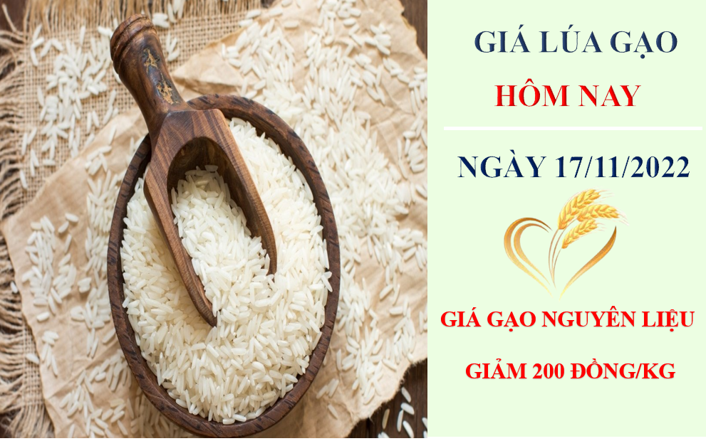 Giá lúa gạo hôm nay 17/11/2022: Giá gạo giảm 100 – 200 đồng/kg