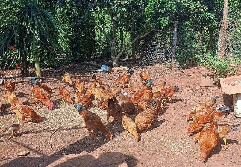 Nhiều hộ chăn nuôi đã áp dụng phương pháp nuôi gà trống thiến thả vườn.