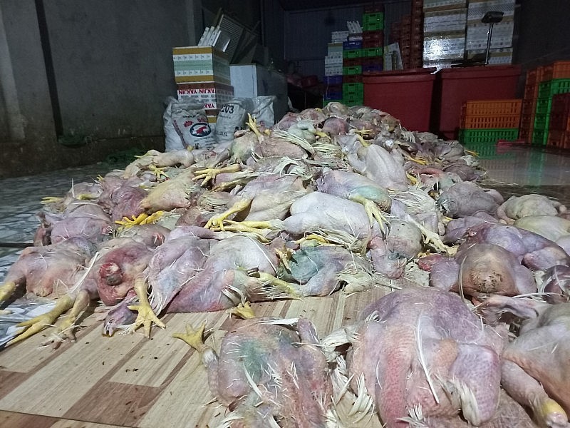 Đồng Nai: Phát hiện hơn 2,2 tấn gà chết, bốc mùi hôi thối