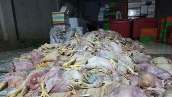 Đồng Nai: Phát hiện hơn 2,2 tấn gà chết, bốc mùi hôi thối
