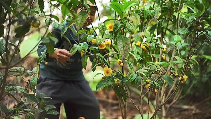 Tổng diện tích trồng trà hoa vàng của toàn huyện đạt khoảng 205ha