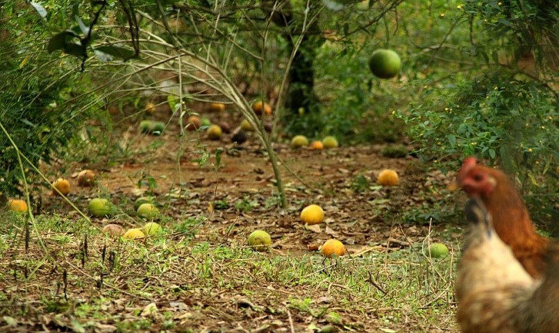 Nhiều vườn cam ở huyện Quỳ Hợp còn sót lại quả cũng rụng đầy vườn. Ảnh: Quang An