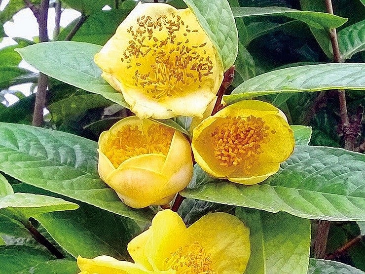 Giá trị nhất của cây trà hoa vàng là hoa có giá từ 1-1,5 triệu đồng/kg tươi và từ 10-22 triệu đồng/kg hoa sấy khô.