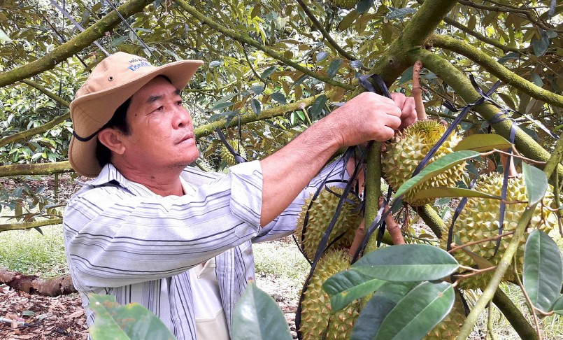 Giá sầu riêng hôm nay ở mức cao khiến nông dân trồng sầu riêng ở Tân Phú rất phấn khởi. Trong ảnh: Ông Đoàn Văn Thanh đang thu hoạch sầu riêng.