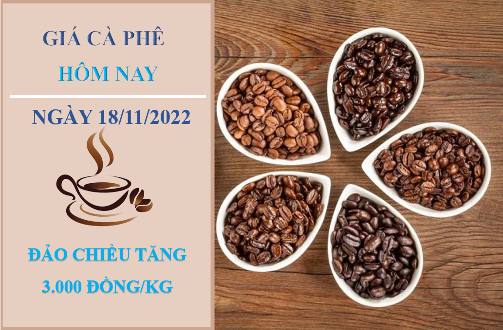 Giá cà phê hôm nay 18/11/2022: Tăng 300 đồng/kg sau khi chạm đáy